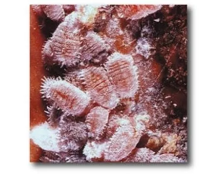coccinigliarossa