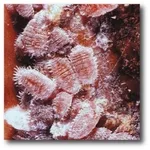 coccinigliarossa
