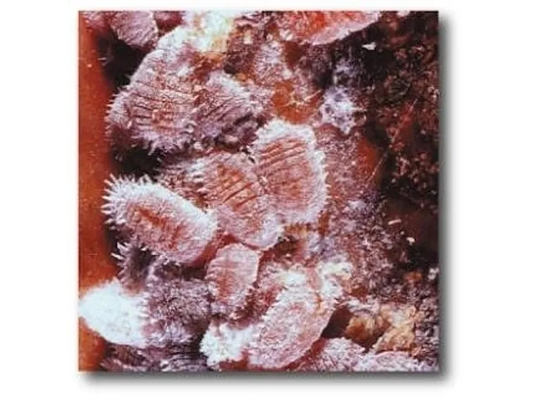 coccinigliarossa