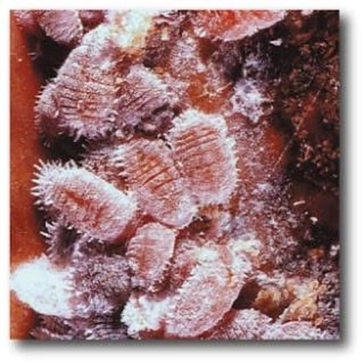 coccinigliarossa