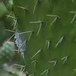cocciniglia3
