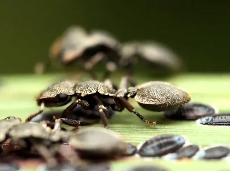 cocciniglia1