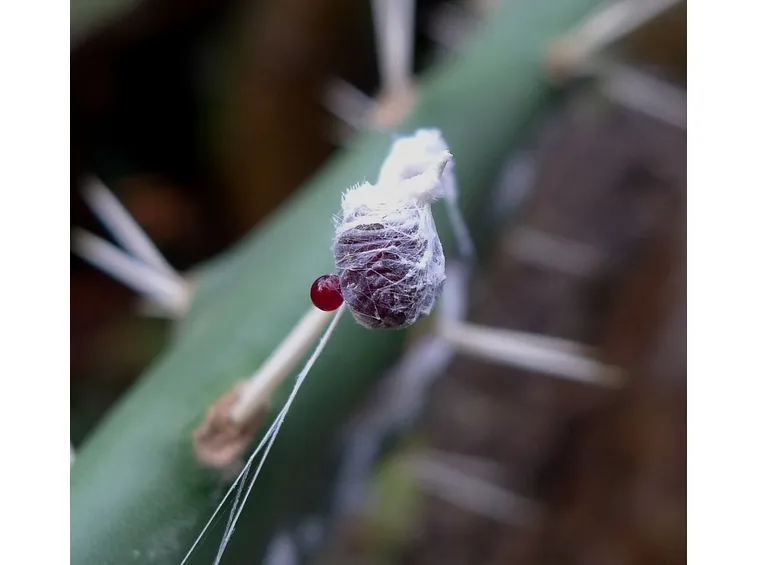 larva