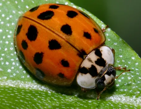 coleotteri
