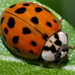 coleotteri