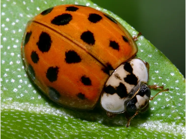 coleotteri