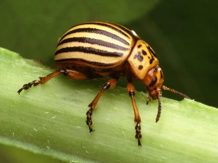 coleotteri