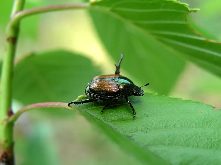 coleotteri