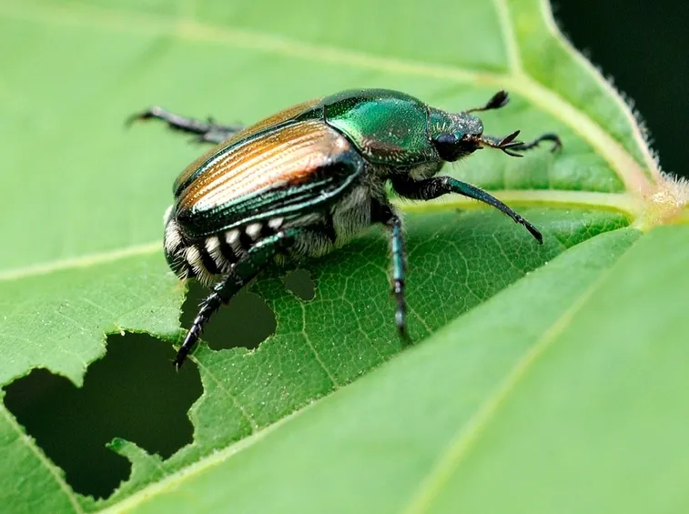 coleotteri