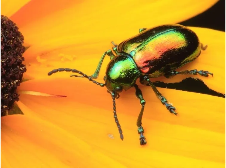 coleotteri