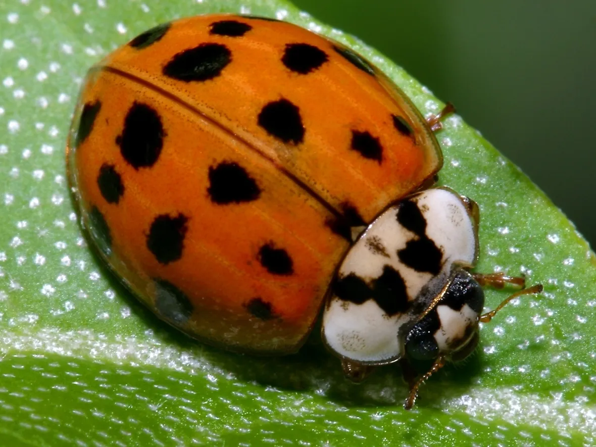 coleotteri