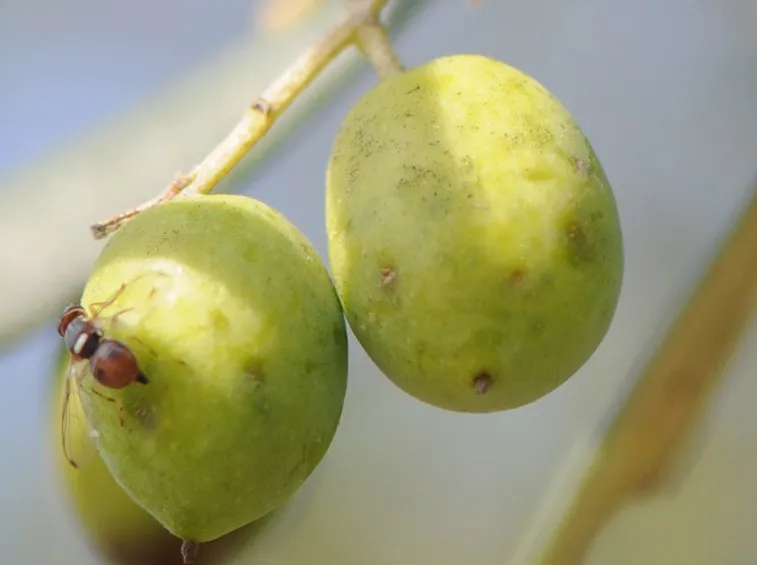 Olive attaccate dalla mosca