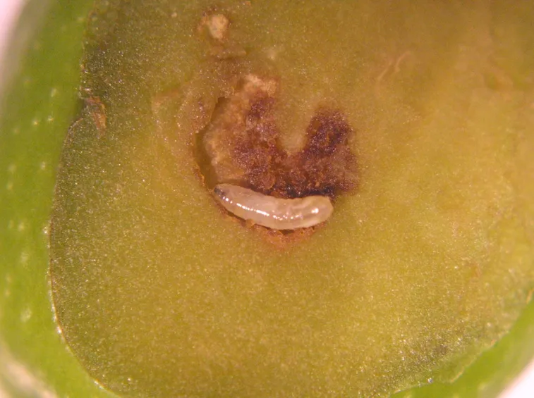 Larva all'interno dell'oliva