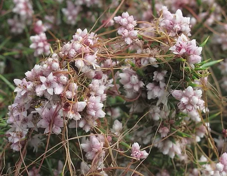 Fiori cuscuta