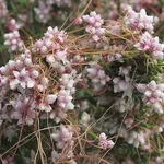 Fiori cuscuta