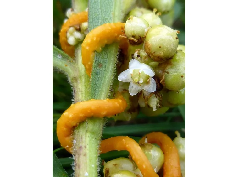 Stelo cuscuta