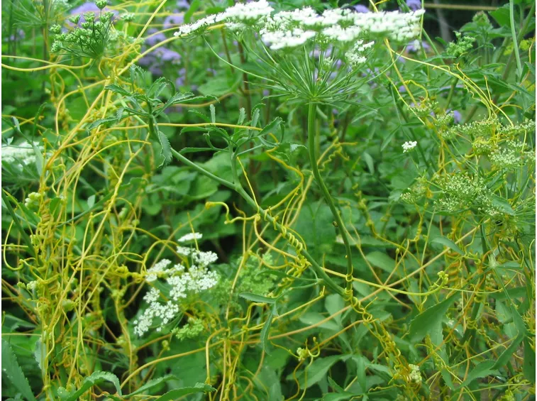 Pianta parassitaria fiori