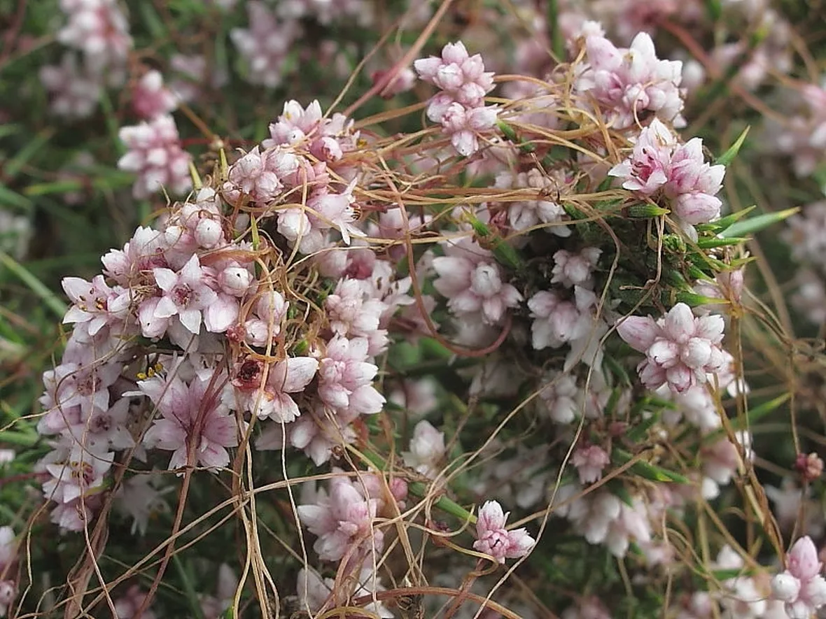 Fiori cuscuta
