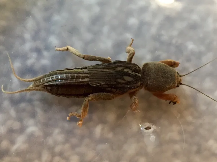 grillotalpa