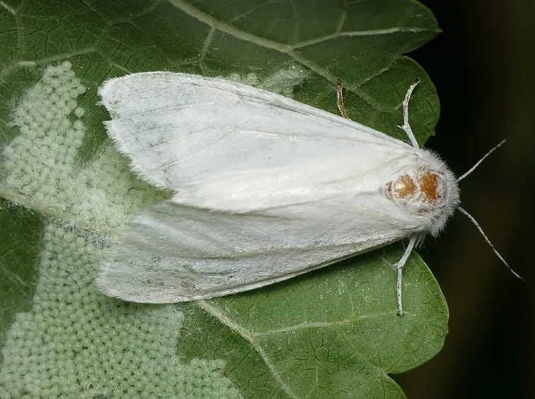 Ifantria uova