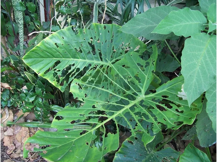 Pianta bruchi