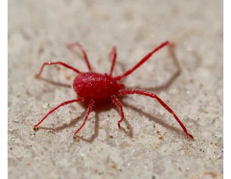Ragnetto rosso ingrandimento