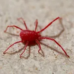 Ragnetto rosso ingrandimento