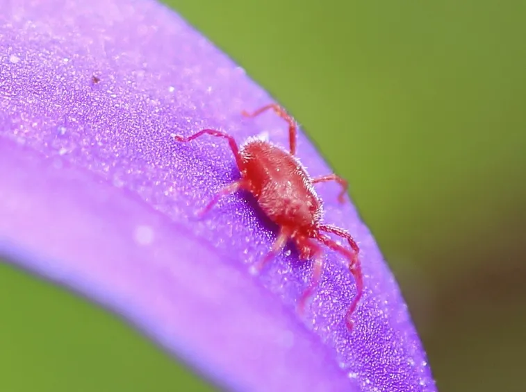Ragnetto rosso petalo