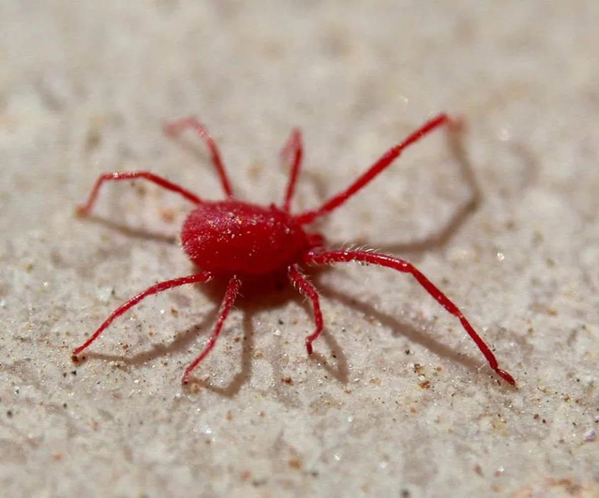 Ragnetto rosso ingrandimento