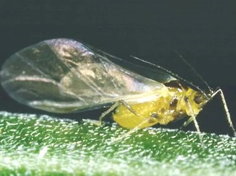 afide4
