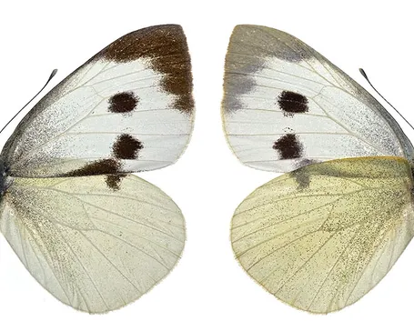 Esemplare pieris brassicae