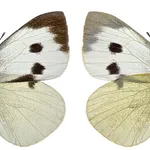 Esemplare pieris brassicae