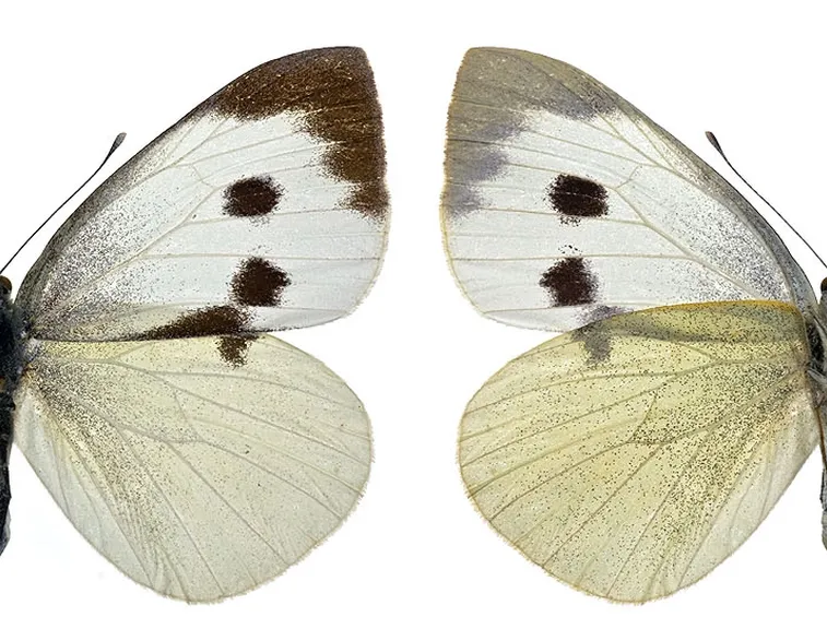 Esemplare pieris brassicae