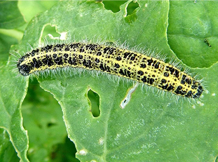 Larva lepidottero