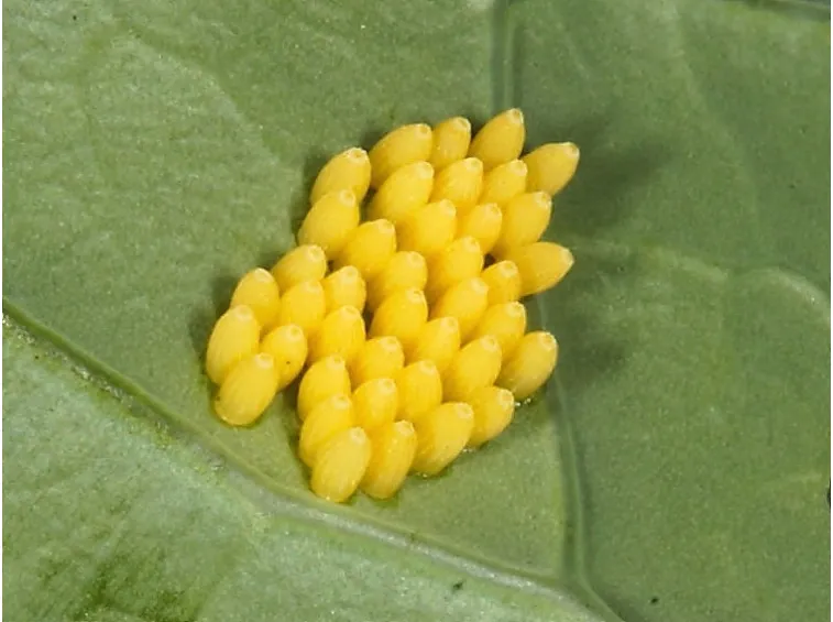 Uova cavolaia