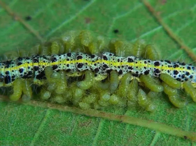 Larva parassita