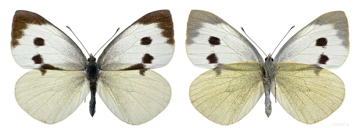 Esemplare pieris brassicae