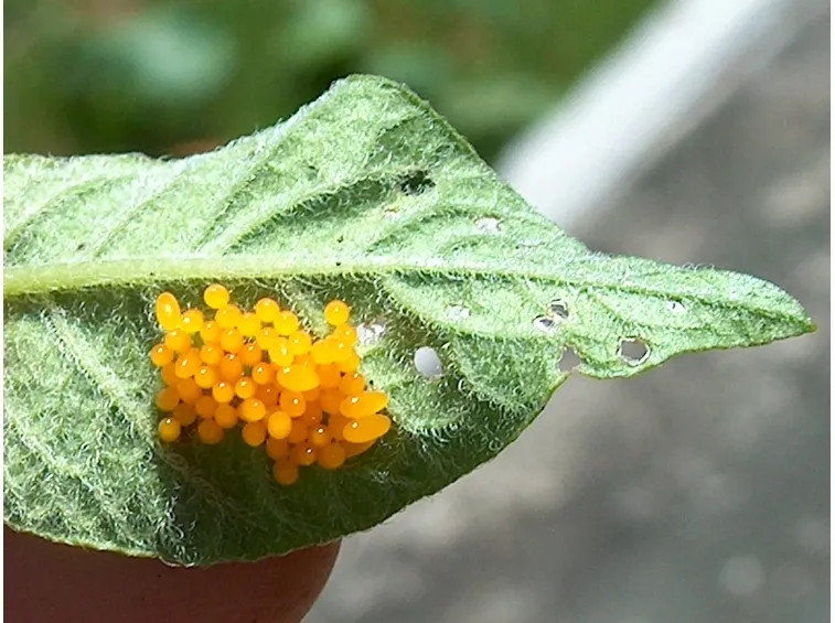 Uova dorifora