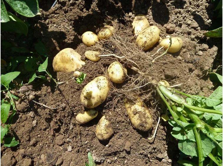 Pianta patate