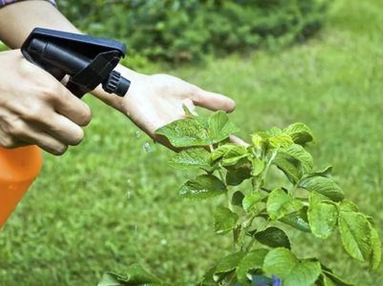 spray