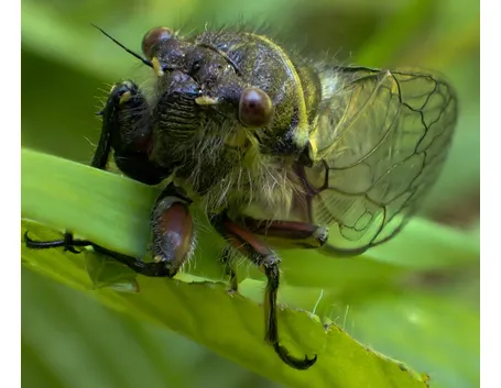Cicala insetto