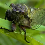 Cicala insetto