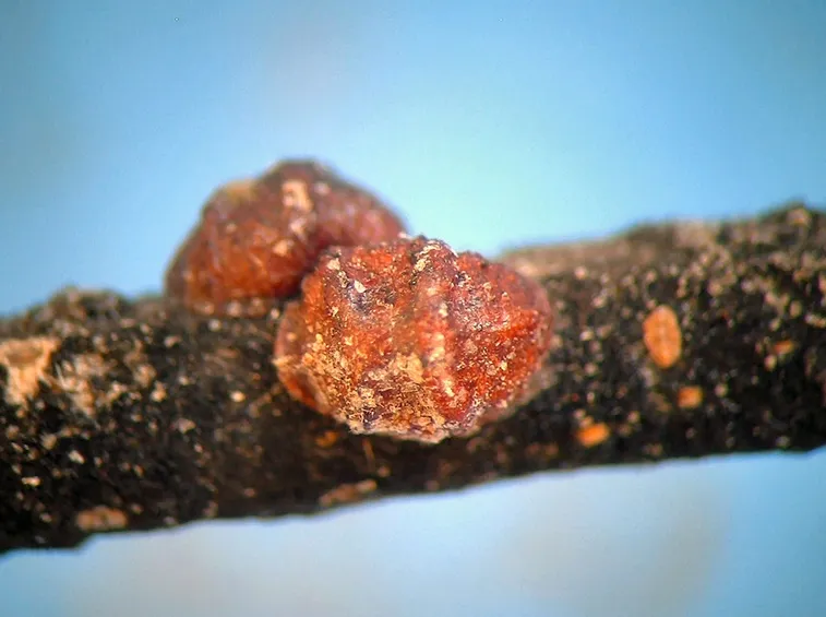 Due esemplari di cocciniglia bruna