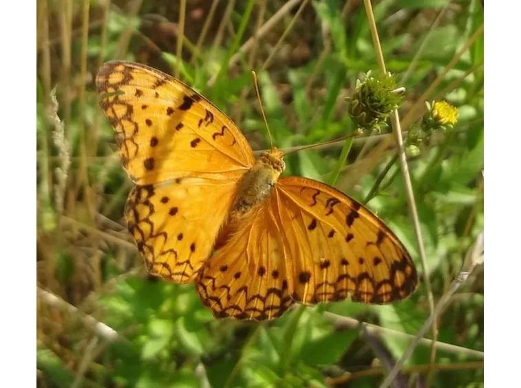 farfalla