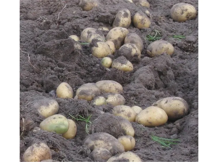 Esche a base di patate