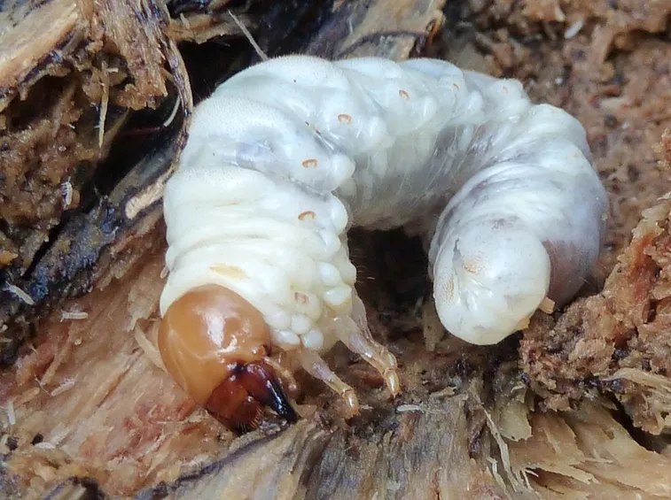 Larva maggiolino insetto