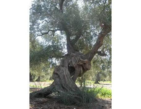 Ulivo