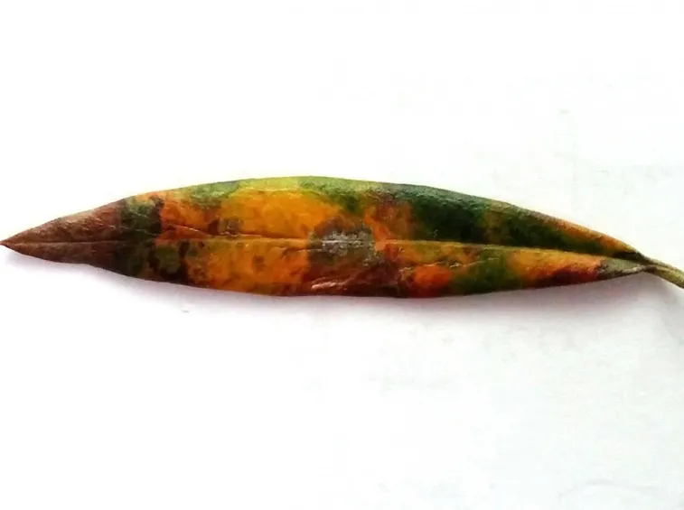 Ciclonio
