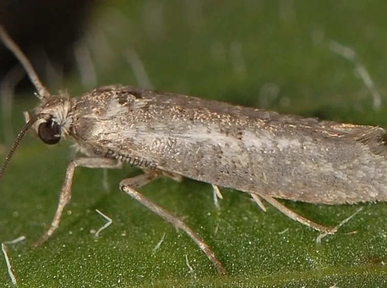 Tignola