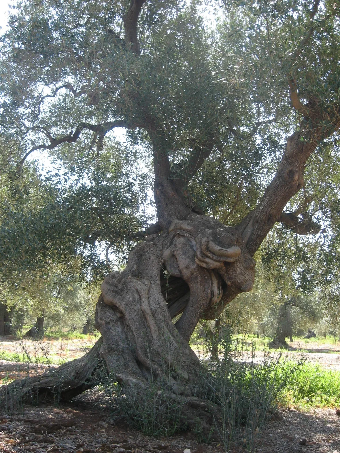 Ulivo